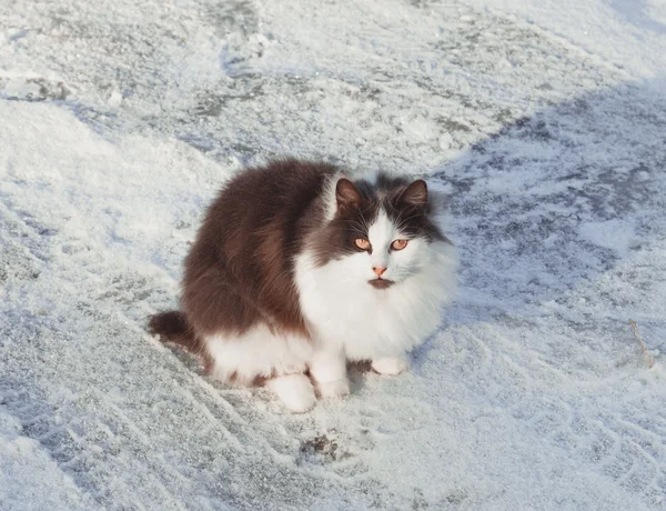 雪の中に猫が座って — ストック写真