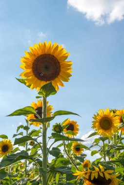 Bir grup ayçiçeği (helianthus) ve yaban arısı bunlardan birini tozlaştırır.