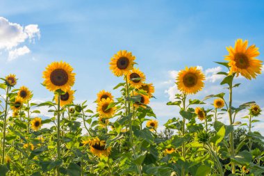 Güneşli bir günde mavi gökyüzüne karşı bir ayçiçeği (Helianthus annuus) tarlası. Dekoratif kesilmiş çiçekler (disk çiçekleri)