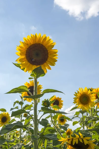 Bir grup ayçiçeği (helianthus) ve yaban arısı bunlardan birini tozlaştırır.