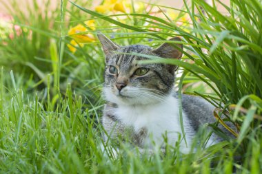 Kedi taze yeşil çimlerde dinleniyor. Bahçedeki sevimli kedi portresi. 