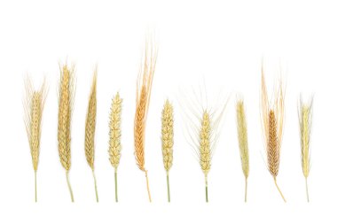 Beyaz arka planda izole edilmiş kurumuş mısır gevreği seti. Sıraya dizilmiş kuru mısır gevrekleri ve mesaj için boş alan. Buğday, çavdar, arpa ve üç ölçekli kulak.