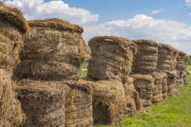 Yuvarlak saman balyaları istiflenmiş. Güzel bir yaz gününde saman balyaları yığılır. Samanlık ruloları