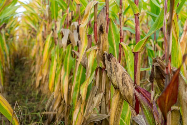 Kukoricaültetvény Őszi Mezőgazdasági Idényben Kukoricacsutka Egymás Után Szelektív Fókuszban — Stock Fotó