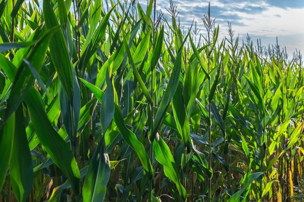Zöld Kukorica Mezőn Napkeltekor Kukoricanövények Kukoricaföld Mezőgazdasági Területen — Stock Fotó