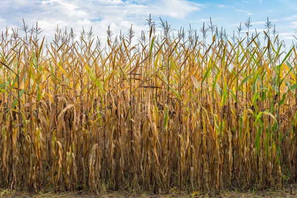 Csemegekukorica Ültetvény Aszály Idején Száraz Kukoricaszárak Kék Ellen — Stock Fotó