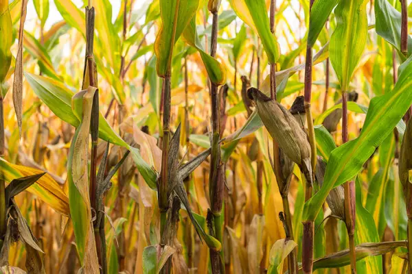 Egy Válogatós Fókusz Felvétel Fel Nem Bontott Kukoricacsutkáról Kukoricaföldön — Stock Fotó