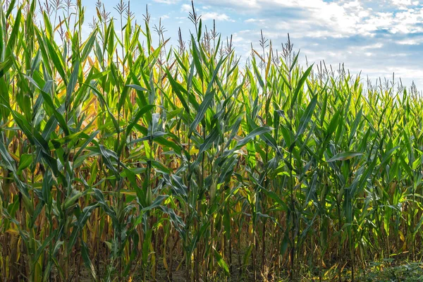 Kukoricaültetvény Mezőgazdasági Területen Kék Ellen — Stock Fotó