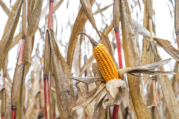 Kukoricacsutka Száraz Héjjal Körülvéve Egy Kukoricaszáron Búzaültetvény Betakarításra Kész — Stock Fotó