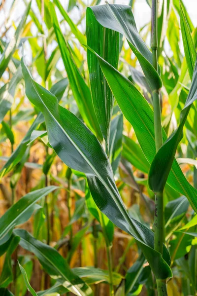 Első Szelektív Fókusz Felvétel Kukorica Levelek Mezőgazdasági Területen Kukorica Zöld — Stock Fotó