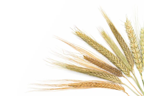 Zestaw Suchych Kłosów Zbóż Skład Surowych Upraw Rolnych Zbliżenie Suszonej — Zdjęcie stockowe