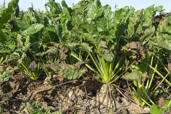 Sukkerroeplantage Sommersolen Modne Klar Til Høste Sukkerroer Med Grønne Blade - Stock-foto