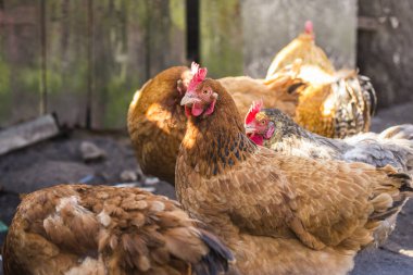Kırsaldaki tavuk çiftliğinde tavuk.