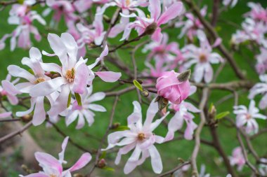 Manolya çalısı (Magnolia Stellata), ilkbaharın başlarında açan pembe-beyaz çiçeklerle