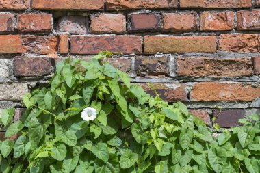 Evergreen sarmaşık yaprakları ve tuğla duvarda büyüyen beyaz çiçek.