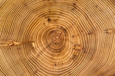 Cross-section of acacia tree with annual growth rings (annual rings). Full frame of wood slice for background clipart