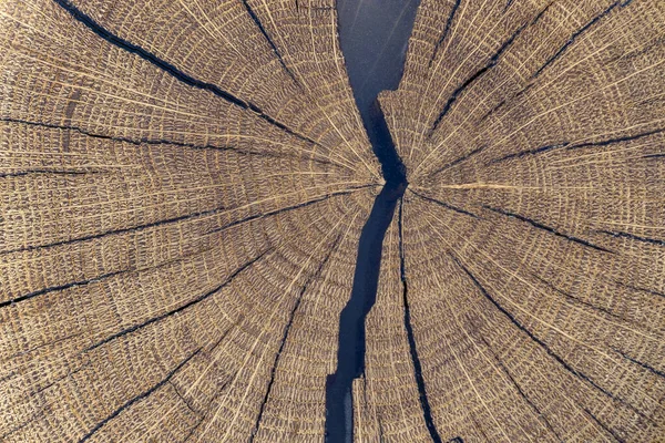 Close up of oak tree growth rings with cracks filled with resin. Cross-section of the tree trunk for background