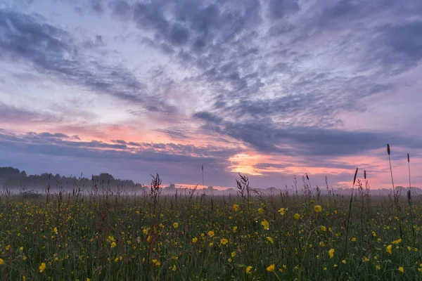 Coucher Soleil Idyllique Brumeux Sur Une Prairie Pleine Renoncules Fleurs — Photo
