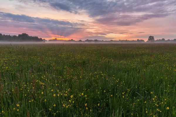 Schöner Sonnenuntergang Über Der Butterblumenwiese — Stockfoto