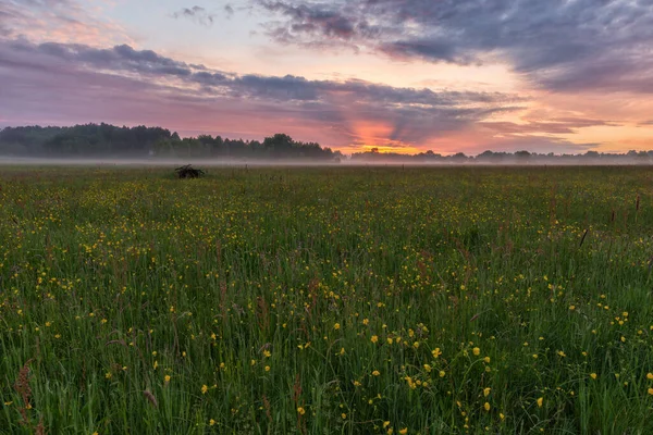 Paysage Rural Idyllique Avec Une Prairie Pleine Fleurs Buttercup Bonne — Photo
