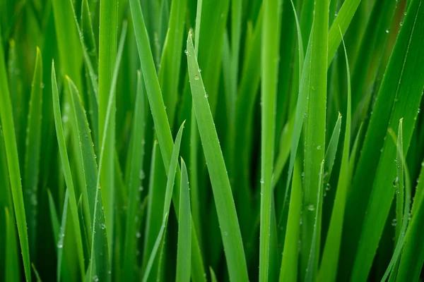草地上的绿草 点点滴的水 晨露滴 — 图库照片