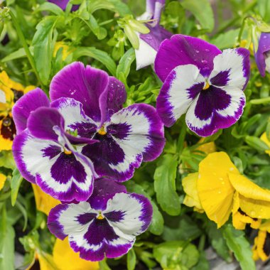 Mor-sarı nonoş çiçekleri. Bahar bahçesinde çiçek açmış nonoşlar