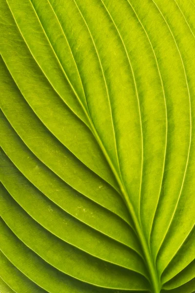 Feuille Hosta Referme Détails Texture Feuille Hosta Avec Des Veines — Photo