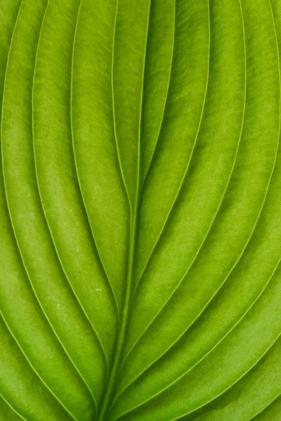 Texture Verte Des Feuilles Hosta Structure Une Feuille Hosta — Photo