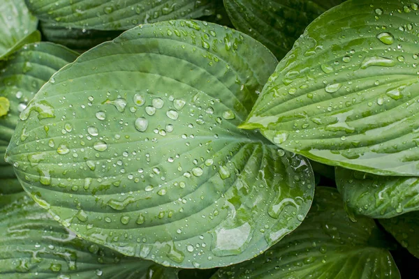 Sangat Dekat Dengan Daun Hosta Daun Hijau Segar Dengan Tetesan — Stok Foto