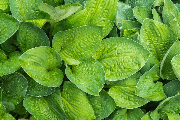 Grupo Hojas Hosta Húmedas Gotas Agua Hojas Funkia Parques Decorativos —  Fotos de Stock