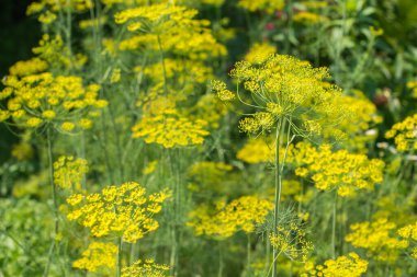 Dereotunun seçici odak noktası. Aromatik bir aşçı ve şifalı bir bitki..