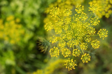 Dereotu çiçeklerinin üst görüntüsü. Mutfak ve tıpta kullanılan aromatik bir bitki..