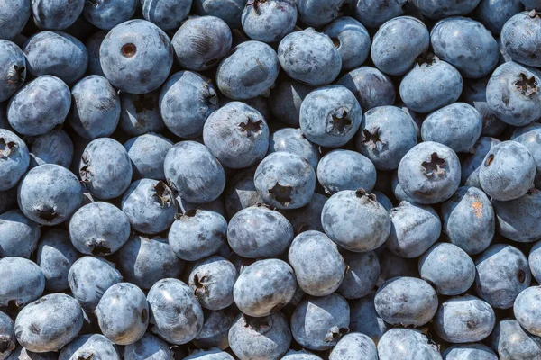 Closeup Freshly Picked Duke Variety Blueberries Top View Background — Stock Photo, Image