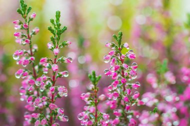 Water droplets on Calluna vulgaris (heather) caused by morning dew