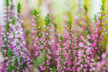 Wet calluna flowers with blurred bokeh background