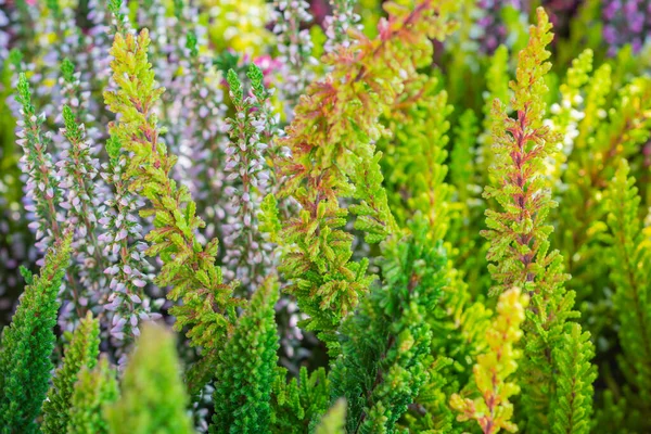 Calluna vulgaris firefly among other heather varieties