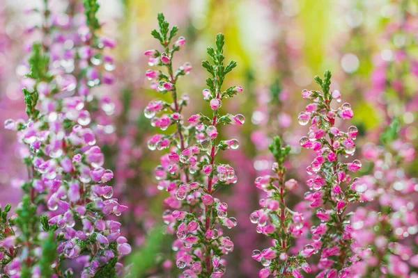Water drops on a blooming calluna vulgaris plant