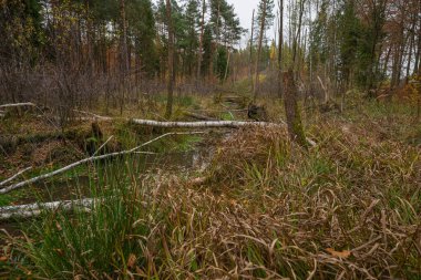 Sonbahar boyunca devrilen ağaçlarla çevrili sakin bir ormanın manzarası.