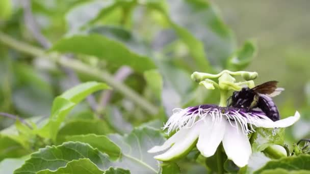 Black Bumblebee Pollinating Bombus Atratus Pauloensis Black Manganga Paramo Bumblebee — Stock Video