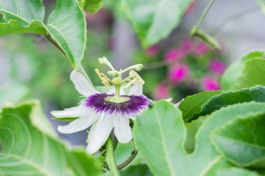 Passiflora edulis, tomurcuklanmış tutku meyvesi tomurcuğu, yeşil yapraklarla çevrili.
