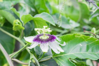 Passiflora edulis, tomurcuklanmış tutku meyvesi tomurcuğu, yeşil yapraklarla çevrili.