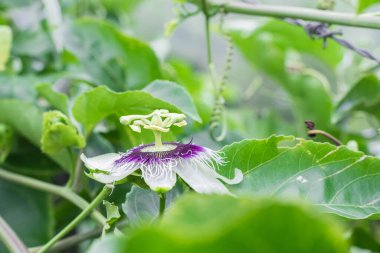 Passiflora edulis, tomurcuklanmış tutku meyvesi tomurcuğu, yeşil yapraklarla çevrili.