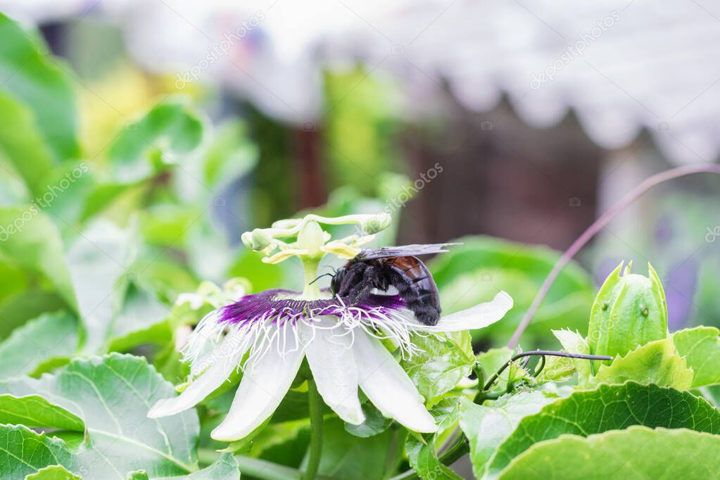 bombus atratus, pauloensis, black manganga or paramo bumblebee (abejorro negro), flower pollination in passion fruit cultivation. lives mainly in South America, side photo