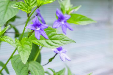 browallia, garden flower with violet petals of green leaves mainly cultivated in Central and South America clipart