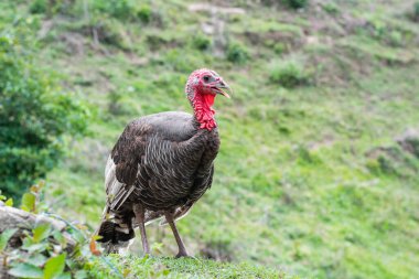 Meleagris, female domestic turkey walking on the grass clipart