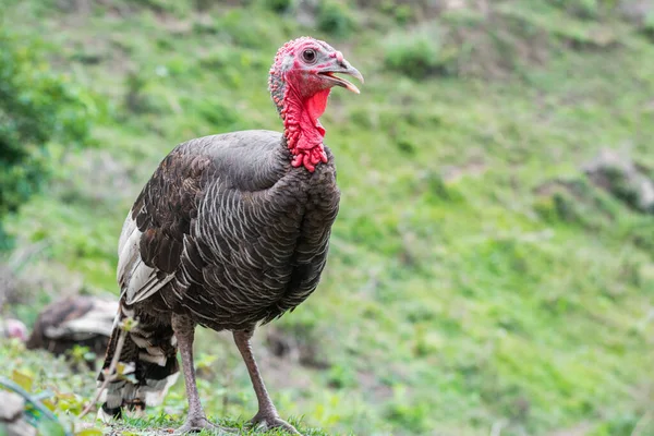 Meleagris Kvinnlig Tamkalkon Går Gräset — Stockfoto