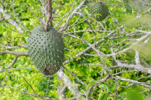 Annona Muricata Soursop Guanbana Hängande Från Trädet Med Kvalsterangrepp Svarta — Stockfoto