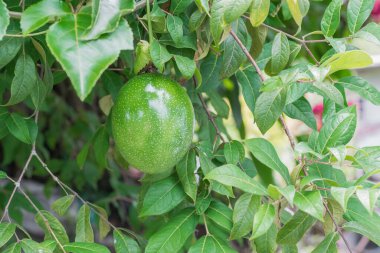 Passiflora edulis (maracuya), Orta Amerika ve Güney Amerika 'nın egzotik meyveleri ağaçta sallanıyor.