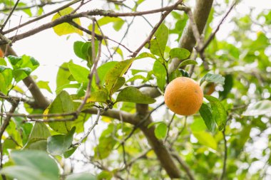 Limonlu limonata (limon mandarino), çayırın ortasında ağaçta duran limonlu limon.