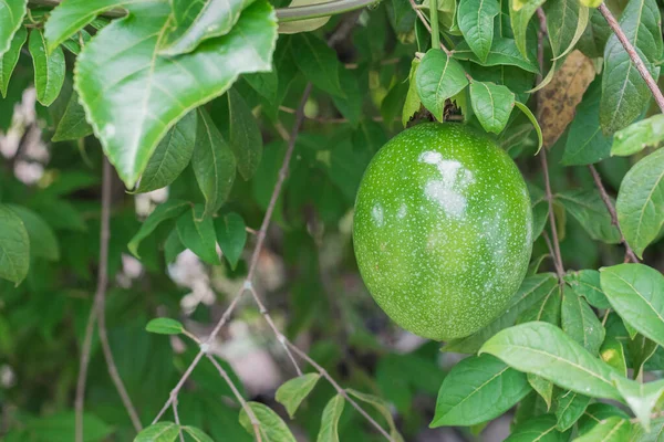 Passiflora Edulis Maracuya Exotisk Frukt Från Centralamerika Och Sydamerika Som — Stockfoto